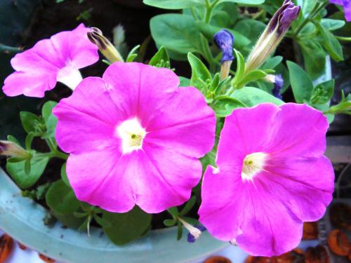 最適合花箱種植的花，不僅好看，養(yǎng)護(hù)也很方便！
